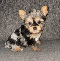 Penny , a female Yorkshire Terrier for sale in Fresno, CA – 2 of 2