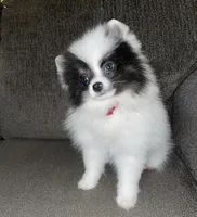 Maly , a female Pomeranian for sale in Fresno, CA – Photo 2 of 7