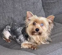 Ricky , a male Yorkshire Terrier for sale in Fresno, CA – 2 of 2