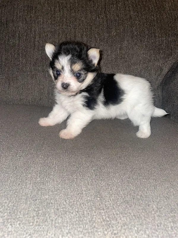 Rocky , a male Yorkshire Terrier for sale in Fresno, CA – 1 of 5