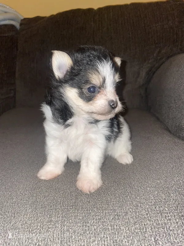Rocky , a male Pomeranian for sale in Fresno, CA – 1 of 4