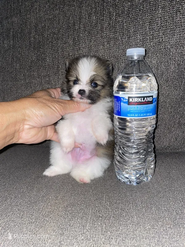 BJ  – Pomeranian puppy for sale in Fresno, CA