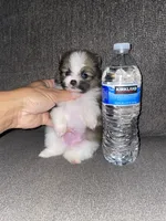 BJ , a male Pomeranian for sale in Fresno, CA – 1 of 1