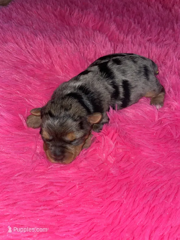 Mini Yorkshire Terrier  – Yorkshire Terrier puppy for sale in Fresno, CA