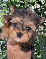 Penny (Merle), a female Yorkshire Terrier for sale in Fresno, CA – 8 of 9