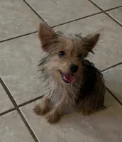 Penny  (Tcup size ), a female Yorkshire Terrier for sale in Fresno, CA – 2 of 8