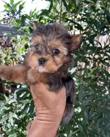 Penny (Merle), a female Yorkshire Terrier for sale in Fresno, CA – 6 of 9