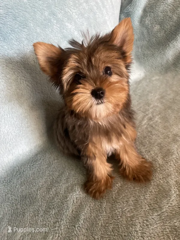 Penny  – Yorkshire Terrier puppy for sale in Fresno, CA