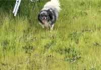 RR, a male Pomeranian for sale in Fresno, CA – Photo 1 of 3