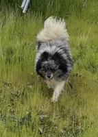 RR, a male Pomeranian for sale in Fresno, CA – Photo 3 of 3