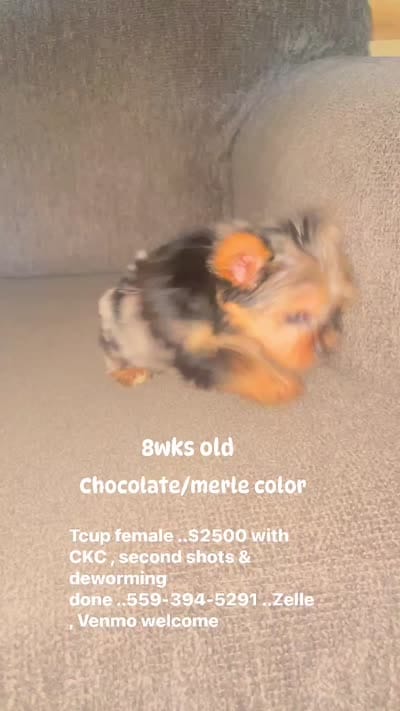 Maly , a female Yorkshire Terrier for sale in Fresno, CA – 3 of 3