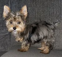 May (chocolate Merle), a female Yorkshire Terrier for sale in Fresno, CA – 2 of 10