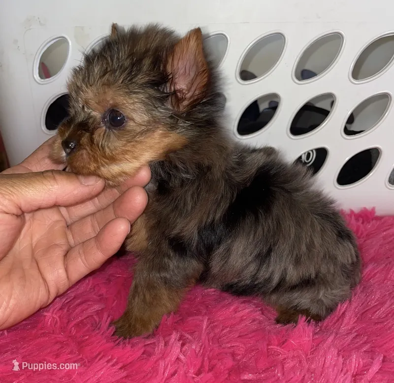 Penny (Merle) – Yorkshire Terrier puppy for sale in Fresno, CA