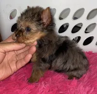 Penny (Merle), a female Yorkshire Terrier for sale in Fresno, CA – 1 of 9