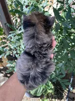 Penny , a female Yorkshire Terrier for sale in Fresno, CA – 2 of 2