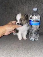 BJ (tcup ), a male Pomeranian for sale in Fresno, CA – 3 of 3