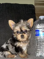 Maly , a female Yorkshire Terrier for sale in Fresno, CA – 2 of 3
