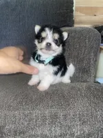Male , a male Pomeranian for sale in Fresno, CA – 1 of 2