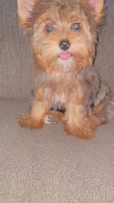 May (chocolate Merle), a female Yorkshire Terrier for sale in Fresno, CA – 10 of 10