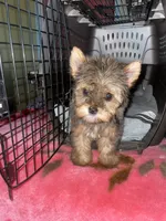 Penny (chocolate merl color ), a female Yorkshire Terrier for sale in Fresno, CA – 7 of 8