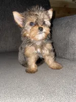 Penny (chocolate merl color ), a female Yorkshire Terrier for sale in Fresno, CA – 8 of 8