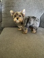 May (chocolate Merle), a female Yorkshire Terrier for sale in Fresno, CA – 8 of 10