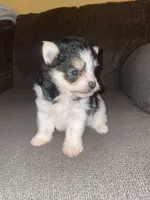 Rocky , a male Yorkshire Terrier for sale in Fresno, CA – 2 of 5