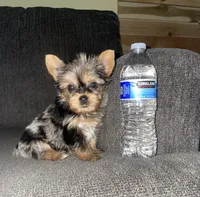 Rose (chocolate Merle), a female Yorkshire Terrier for sale in Fresno, CA – 5 of 6