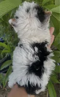 Ricky (Parti color )Tcup size (on hold), a male Yorkshire Terrier for sale in Fresno, CA – 3 of 6