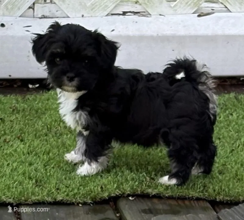 Angel – Havanese puppy for sale in Magnolia, TX
