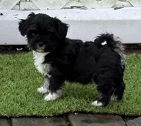 Angel, a female Havanese for sale in Magnolia, TX – Photo 1 of 6