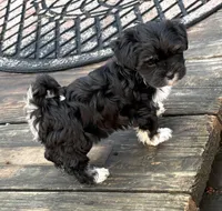 Angel, a female Havanese for sale in Magnolia, TX – Photo 4 of 6