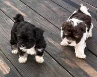 Angel, a female Havanese for sale in Magnolia, TX – Photo 3 of 6