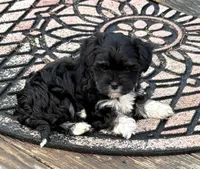 Angel, a female Havanese for sale in Magnolia, TX – Photo 2 of 6