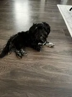 Angel, a female Havanese for sale in Magnolia, TX – Photo 6 of 6