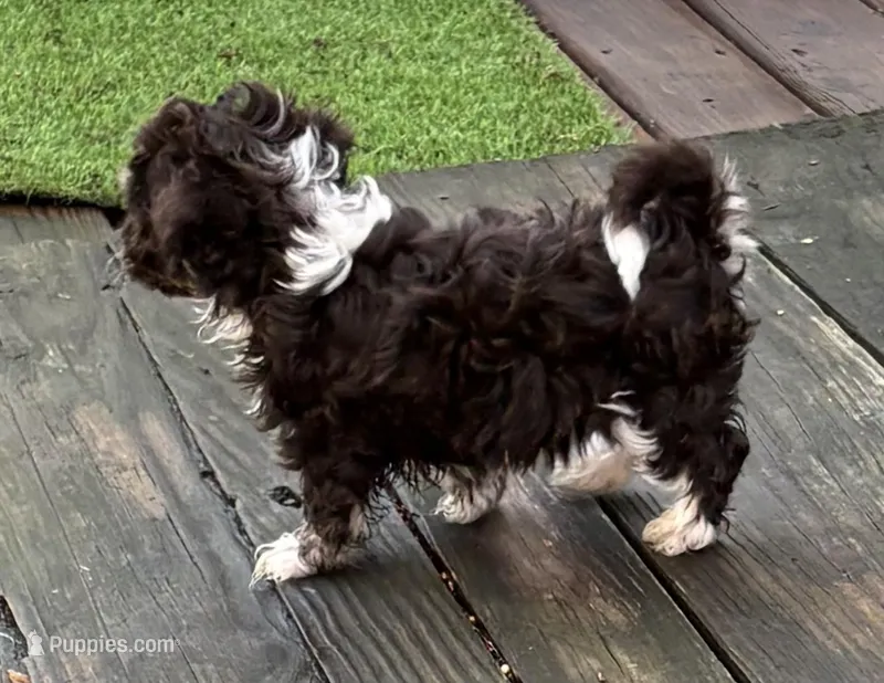 Dixie – Havanese puppy for sale in Magnolia, TX