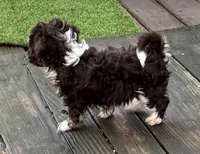 Dixie, a female Havanese for sale in Magnolia, TX – Photo 1 of 6