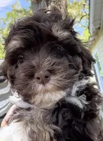 Dixie, a female Havanese for sale in Magnolia, TX – Photo 2 of 6