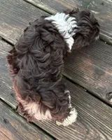 Dixie, a female Havanese for sale in Magnolia, TX – Photo 5 of 6