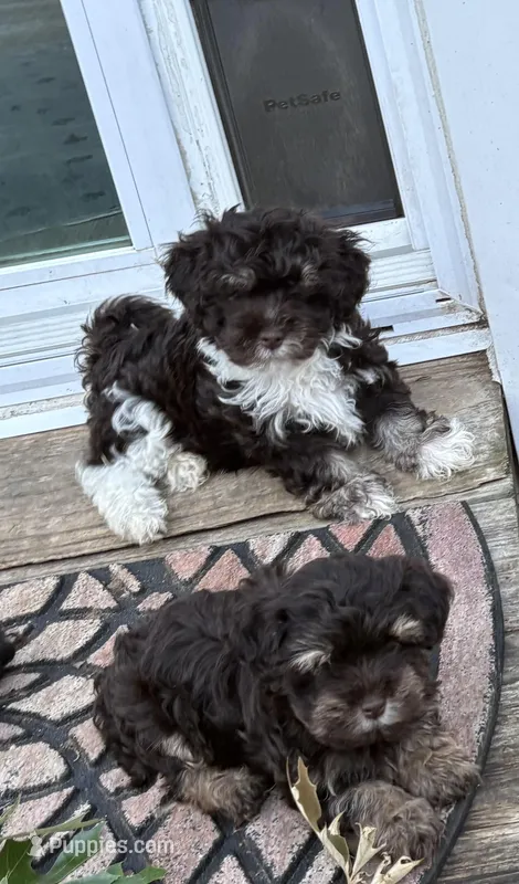Dixie – Havanese puppy for sale in Magnolia, TX