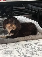 Dixie, a female Havanese for sale in Magnolia, TX – Photo 4 of 6