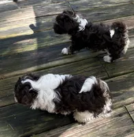 Dixie, a female Havanese for sale in Magnolia, TX – Photo 3 of 6
