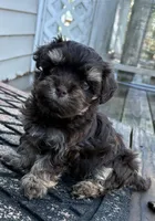 Charlie, a male Havanese for sale in Magnolia, TX – Photo 5 of 6