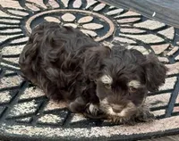 Charlie, a male Havanese for sale in Magnolia, TX – Photo 3 of 6