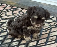 Charlie, a male Havanese for sale in Magnolia, TX – Photo 4 of 6