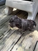 Charlie, a male Havanese for sale in Magnolia, TX – Photo 6 of 6