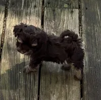 Peanut, a male Havanese for sale in Magnolia, TX – Photo 1 of 7