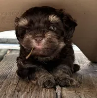 Peanut, a male Havanese for sale in Magnolia, TX – Photo 6 of 7