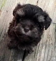 Peanut, a male Havanese for sale in Magnolia, TX – Photo 2 of 7