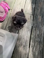 Peanut, a male Havanese for sale in Magnolia, TX – Photo 7 of 7